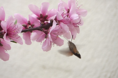 Hummingbird moth (500x333).jpg